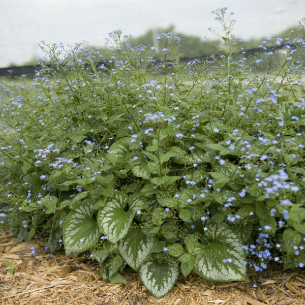 'Emerald Mist' Heartleaf Brunnera | Brunnera macrophylla