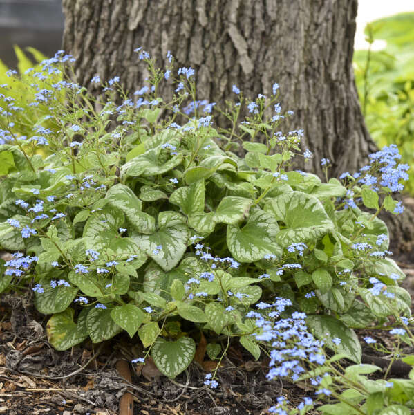 'Emerald Mist' Heartleaf Brunnera | Brunnera macrophylla