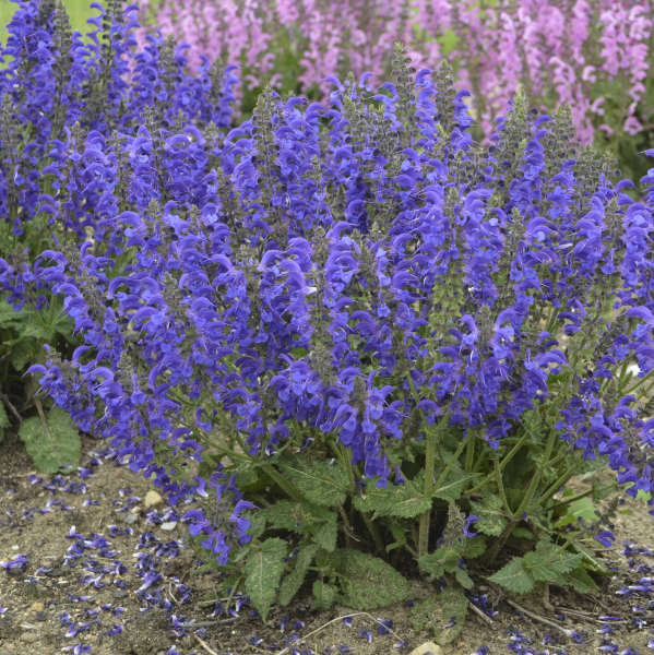 'Evening Attire' Salvia | Salvia nemorosa
