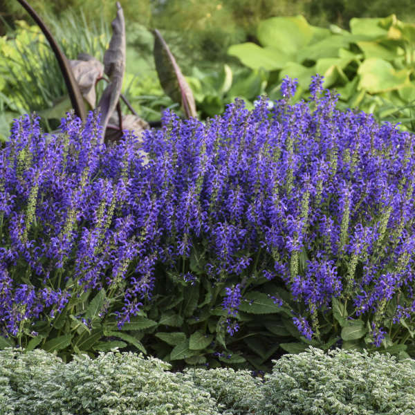 'Evening Attire' Salvia | Salvia nemorosa