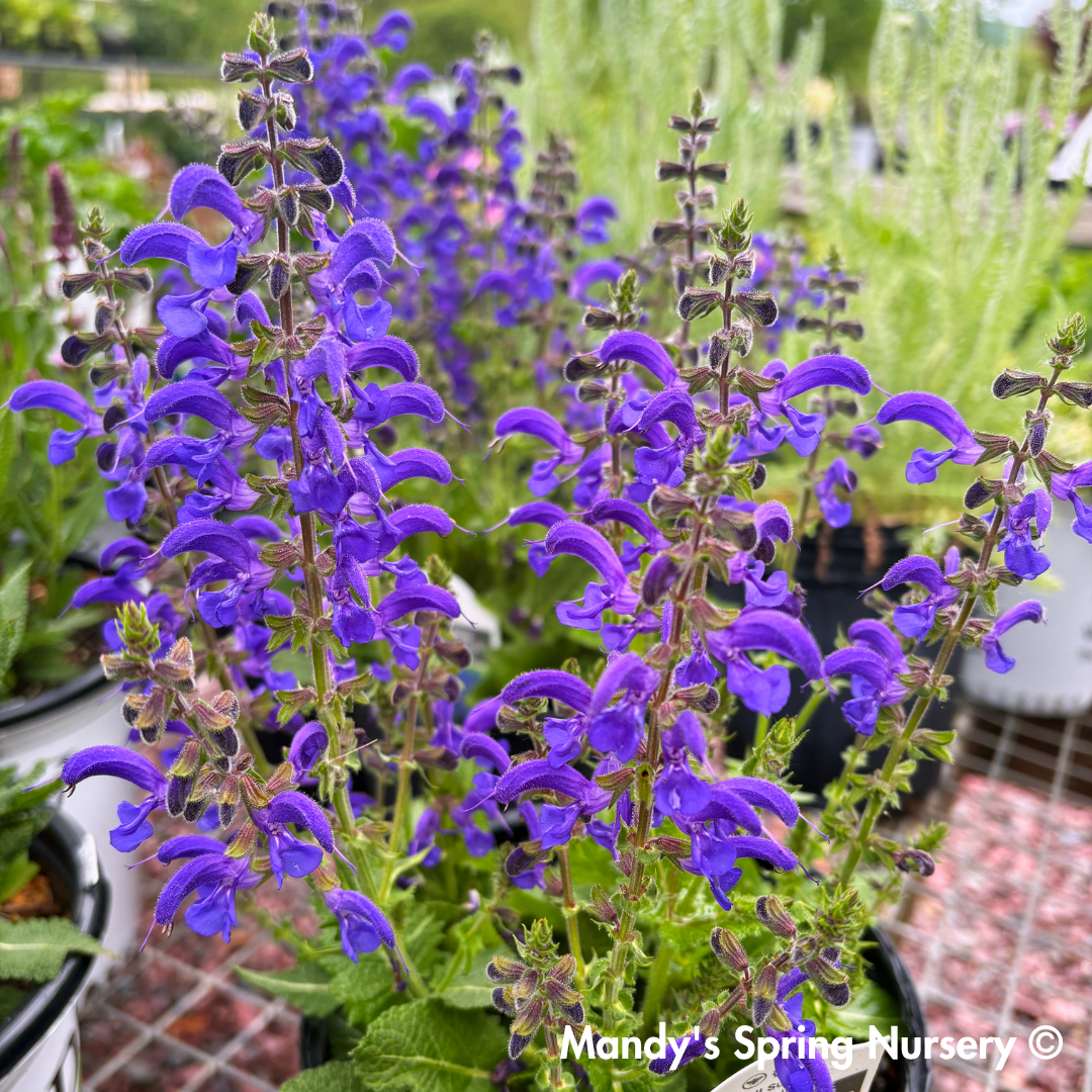 'Evening Attire' Salvia | Salvia nemorosa