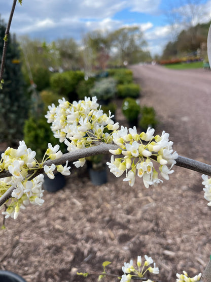 'Vanilla Twist' Weeping Redbud | Cercis canadensis