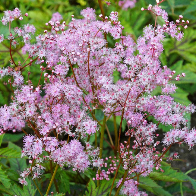 ‘Red Umbrellas’ Queen of the Prairie | Filipendula