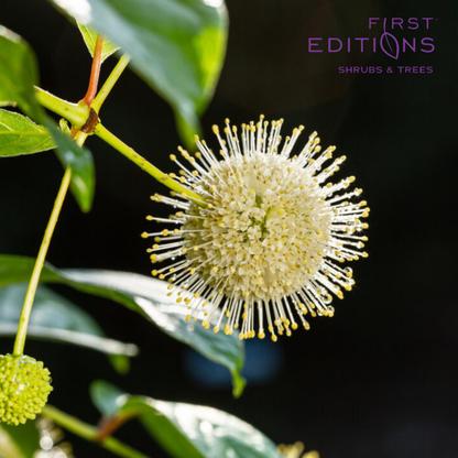 Fiber Optics Buttonbush | Cephalanthus occidentalis