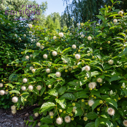 Fiber Optics Buttonbush | Cephalanthus occidentalis