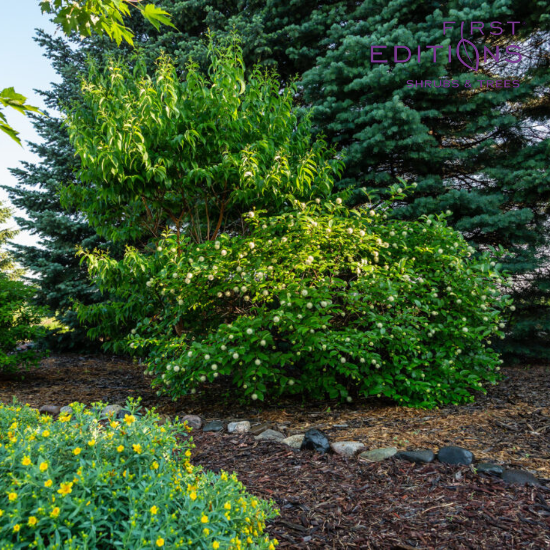 Fiber Optics Buttonbush | Cephalanthus occidentalis