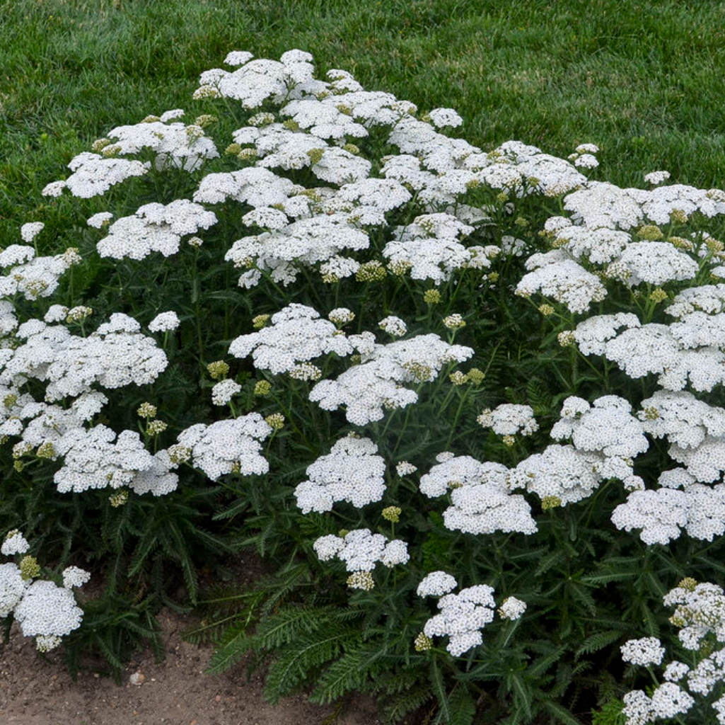 'Firefly Diamond' Yarrow | Achillea hybrid