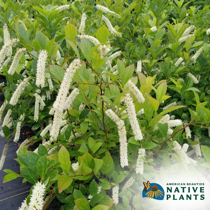 Fountains Of Rouge Sweetspire | Itea virginica