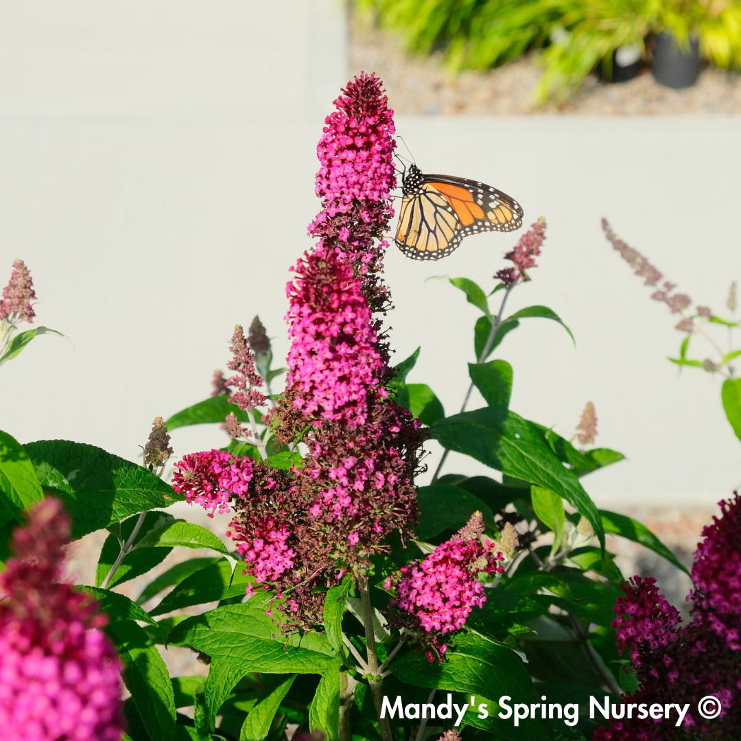 Funky Fuchsia Butterfly Bush | Buddleia davidii