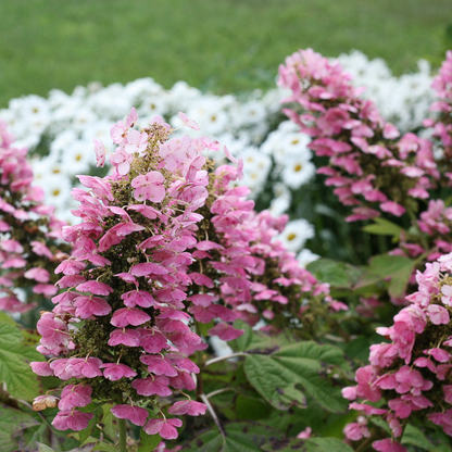 Gatsby Pink® Oakleaf Hydrangea | Hydrangea quercifolia