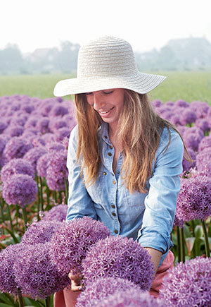 Allium 'Globemaster' -  1 Bulb
