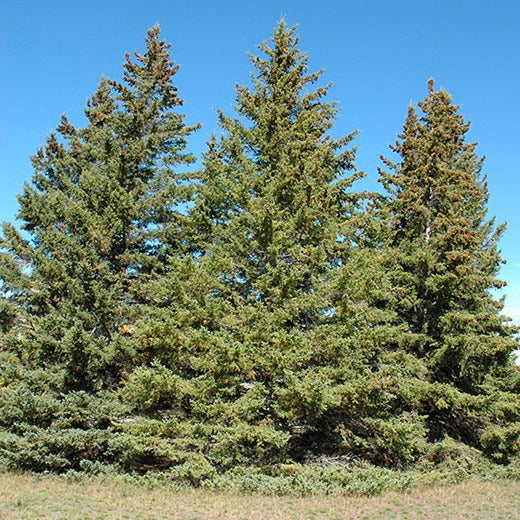 Black Hills White Spruce | Picea glauca 'Densata'