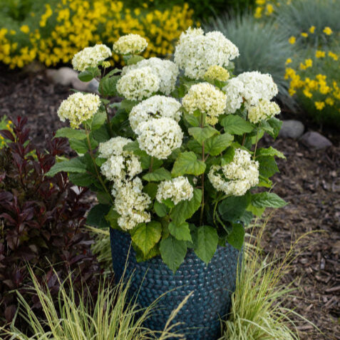 FlowerFull® Smooth Hydrangea | Hydrangea arborescens