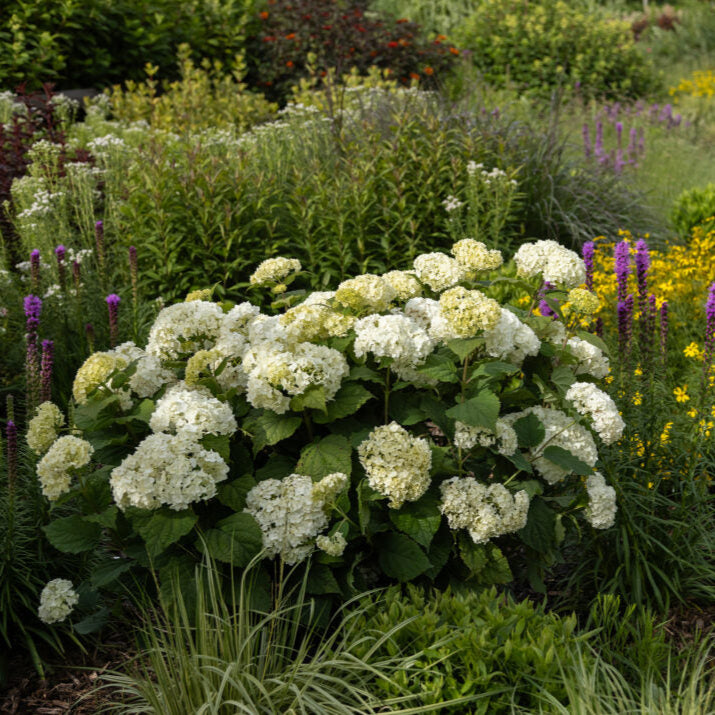 FlowerFull® Smooth Hydrangea | Hydrangea arborescens