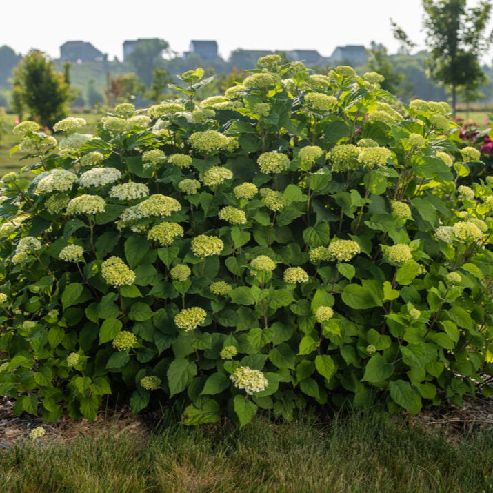 FlowerFull® Smooth Hydrangea | Hydrangea arborescens