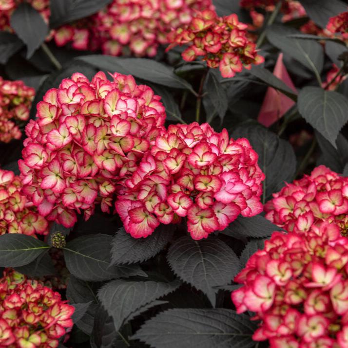 Eclipse® Bigleaf Hydrangea | Hydrangea macrophylla 'Bailmacseven'