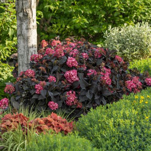 Eclipse® Bigleaf Hydrangea | Hydrangea macrophylla 'Bailmacseven'