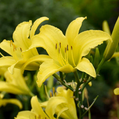 Hyperion Daylily | Hemerocallis