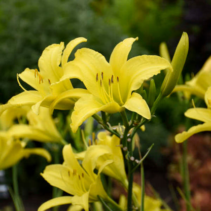 Hyperion Daylily | Hemerocallis