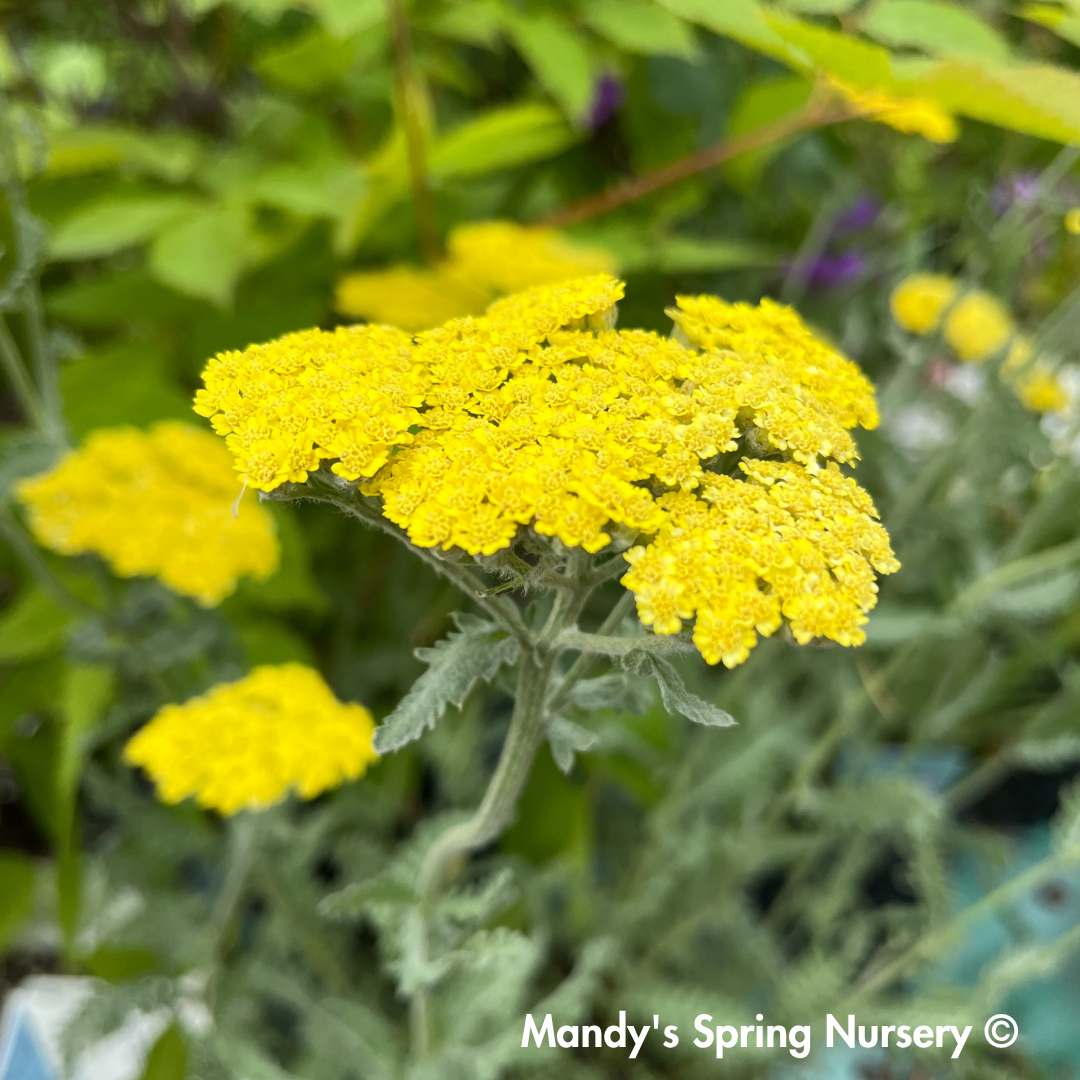'Coronation Gold' Yarrow | Achillea filipendulina
