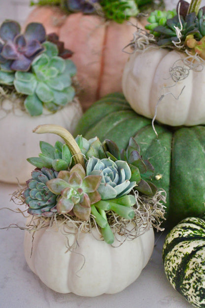 Succulent Pumpkin Centerpiece Workshop — Tue Sept 29