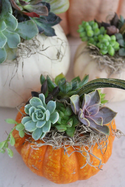 Succulent Pumpkin Centerpiece Workshop — Tue Sept 29
