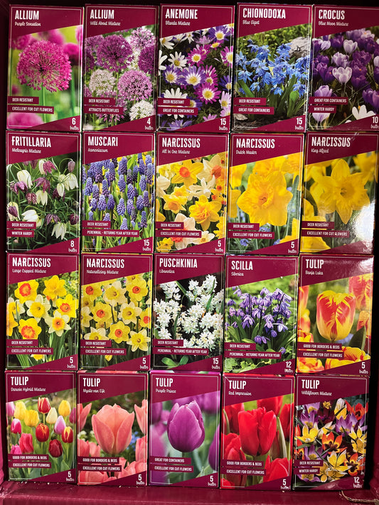 Fall Bulb Pack