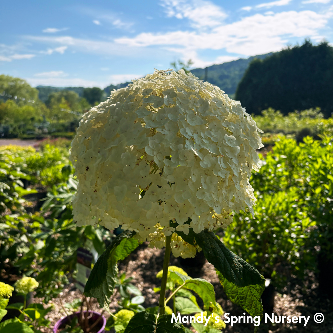 Incrediball Smooth Hydrangea | Hydrangea arborescens