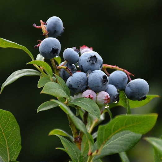 Northland Blueberry | Vaccinium 'Northland'