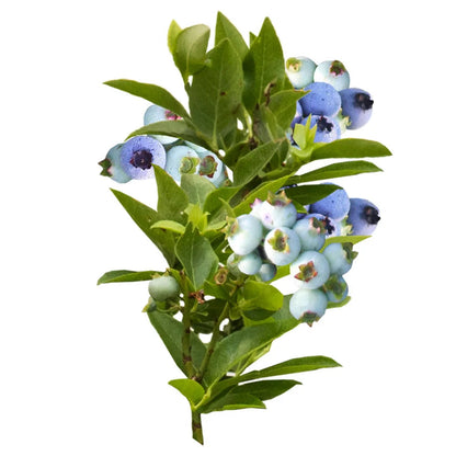 Jelly Bean® Blueberry | Vaccinium
