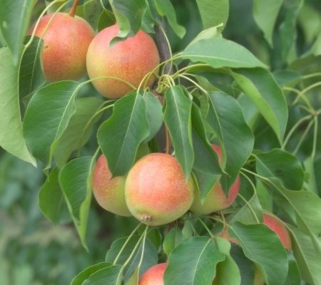 Juicy Jewel® Asian Pear | Pyrus 'MN121'