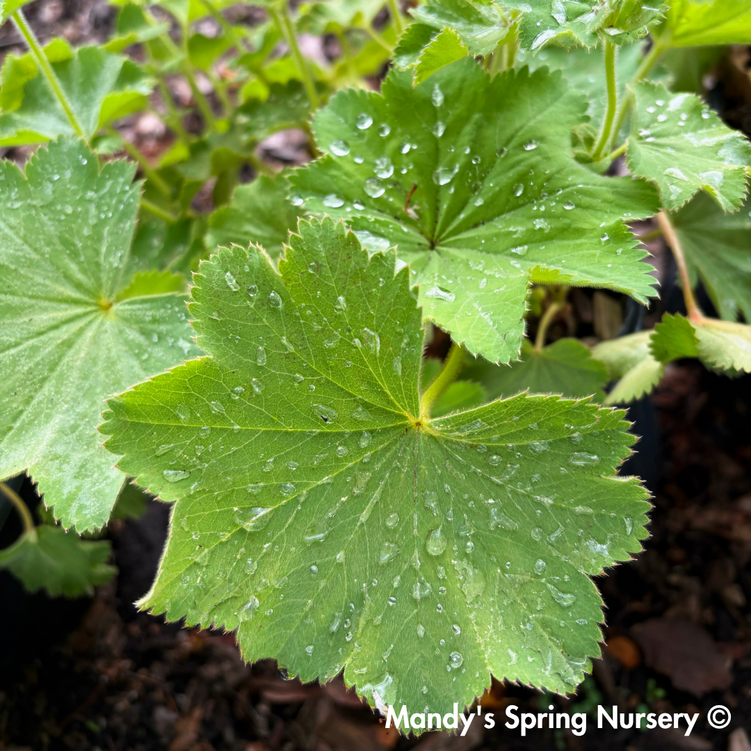 Lady's Mantle ‘Thriller’ | Alchemilla mollis