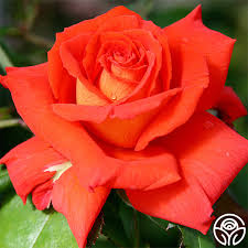Las Vegas® Hybrid Tea Rose