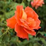 Las Vegas® Hybrid Tea Rose