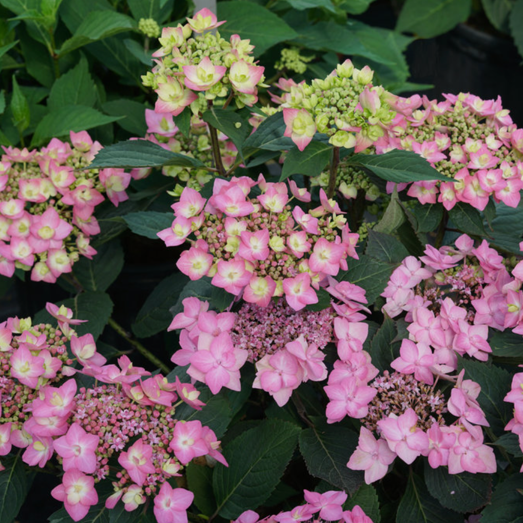 Let's Dance Can Do!® Reblooming Hydrangea | Hydrangea macrophylla × serrata