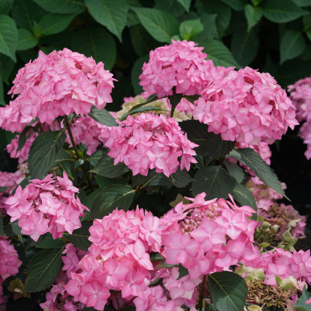 Let's Dance Can Do!® Reblooming Hydrangea | Hydrangea macrophylla × serrata