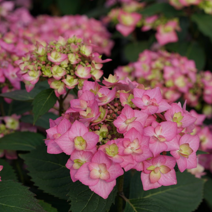 Let's Dance Can Do!® Reblooming Hydrangea | Hydrangea macrophylla × serrata