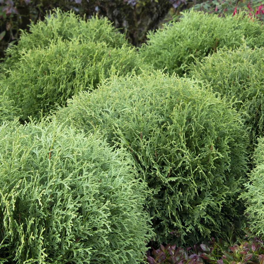 Little Giant Dwarf Arborvitae | Thuja occidentalis