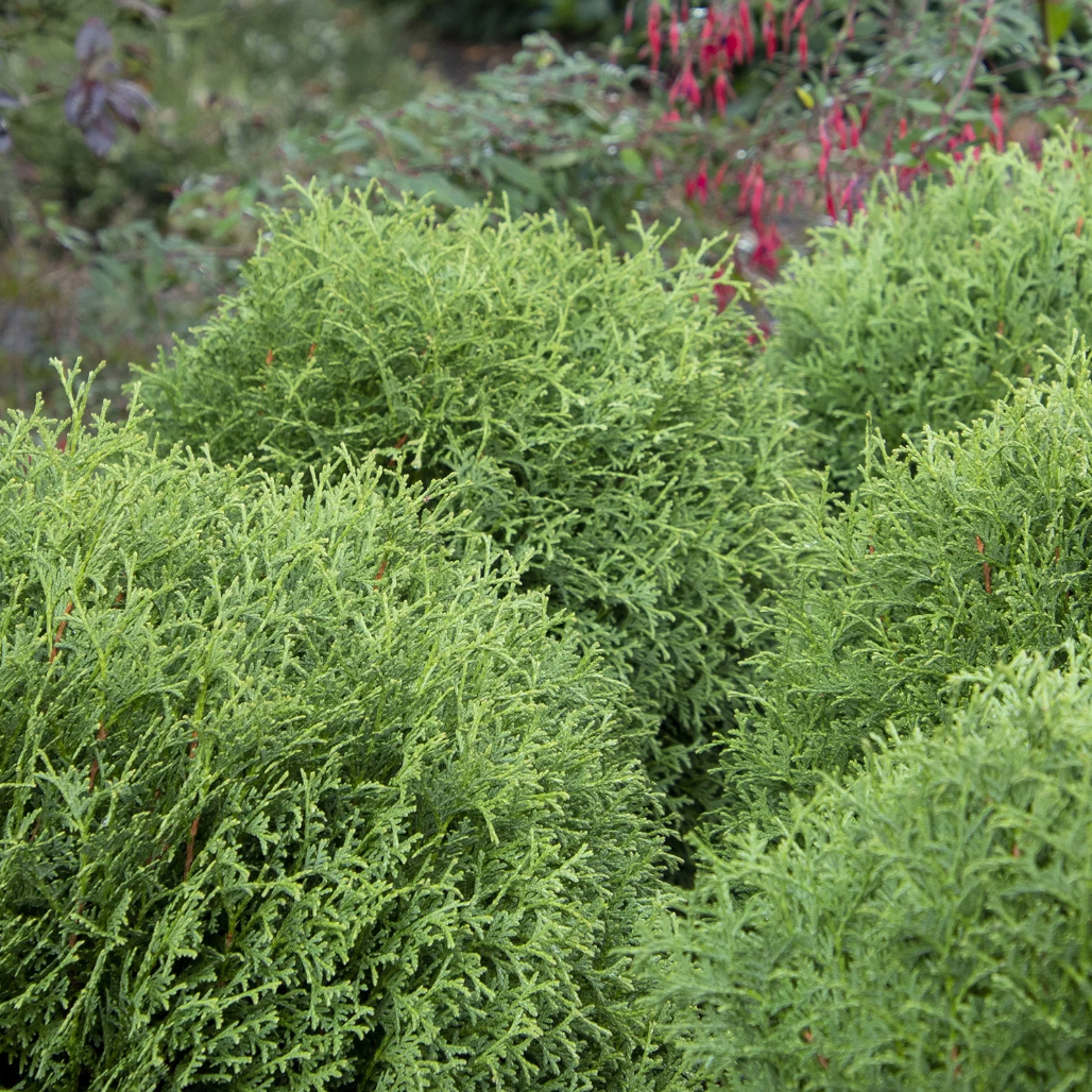 Little Giant Dwarf Arborvitae | Thuja occidentalis
