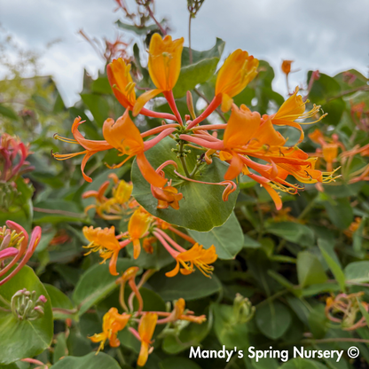 Mandarin Honeysuckle | Lonicera