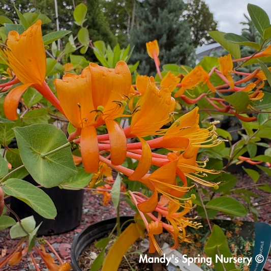 Mandarin Honeysuckle | Lonicera