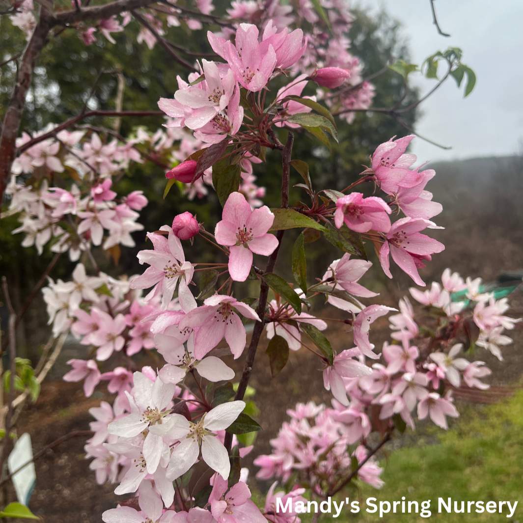 Pink Spires Crabapple | Malus 'Pink Spires'