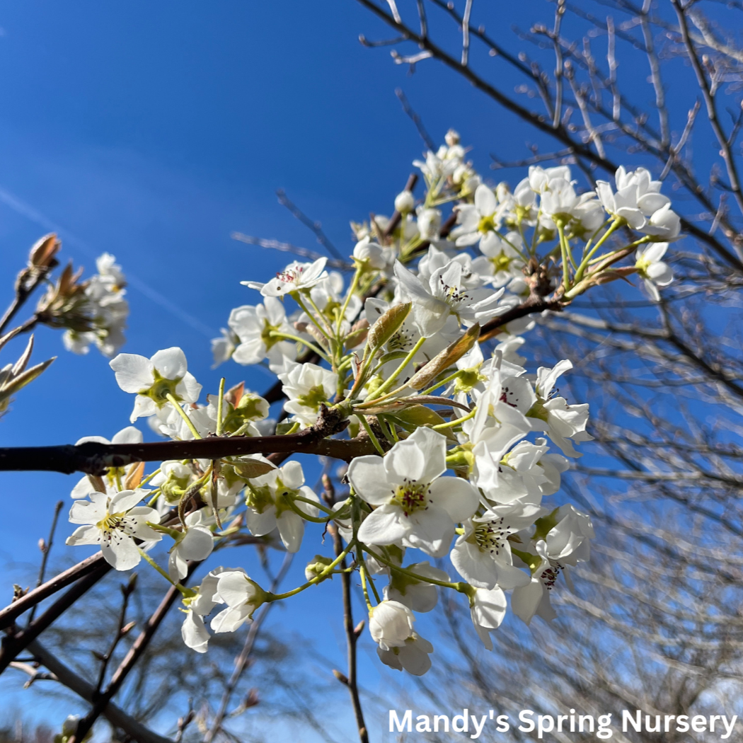 Tawara Asian Pear | Pyrus 'Tawara Oriental'