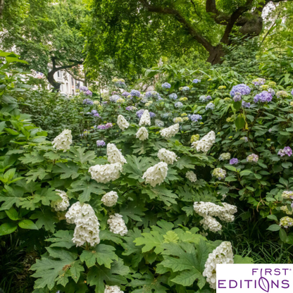 Jetstream Oakleaf Hydrangea | Hydrangea quercifolia