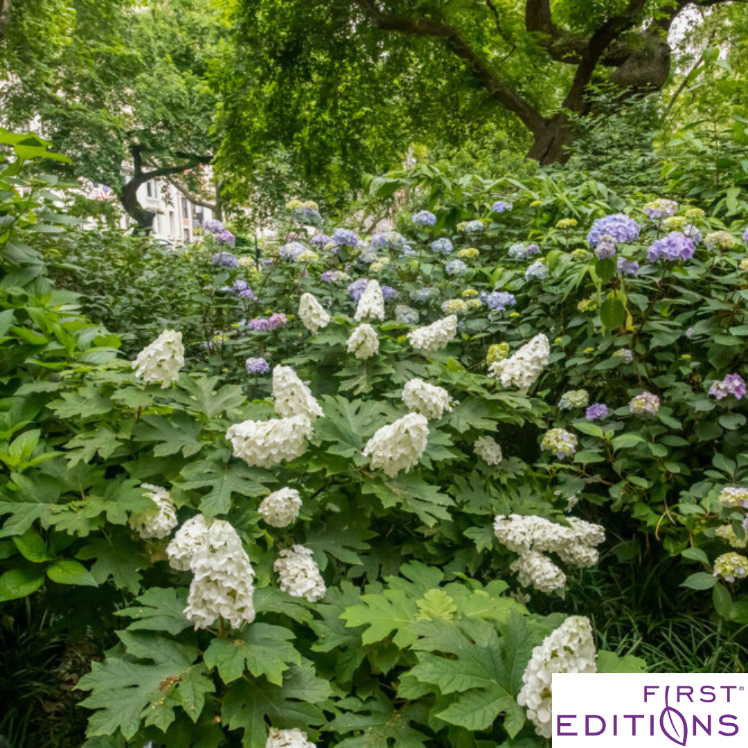 'Jetstream' Oakleaf Hydrangea | Hydrangea quercifolia