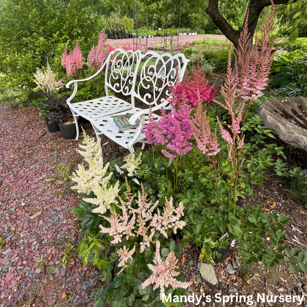 Chocolate Shotgun Astilbe