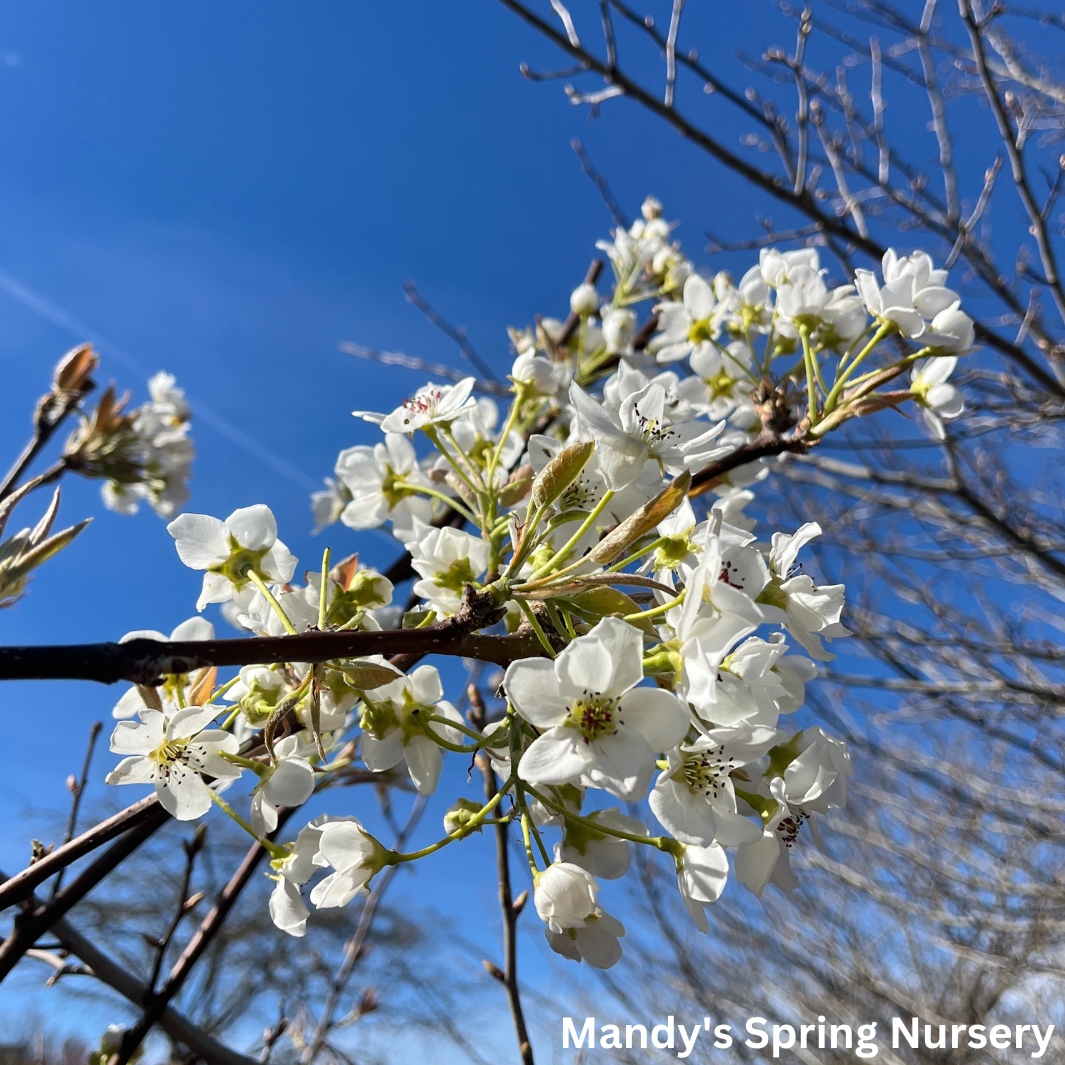 Bare Root - Tawara Asian Pear | Pyrus 'Tawara Oriental'