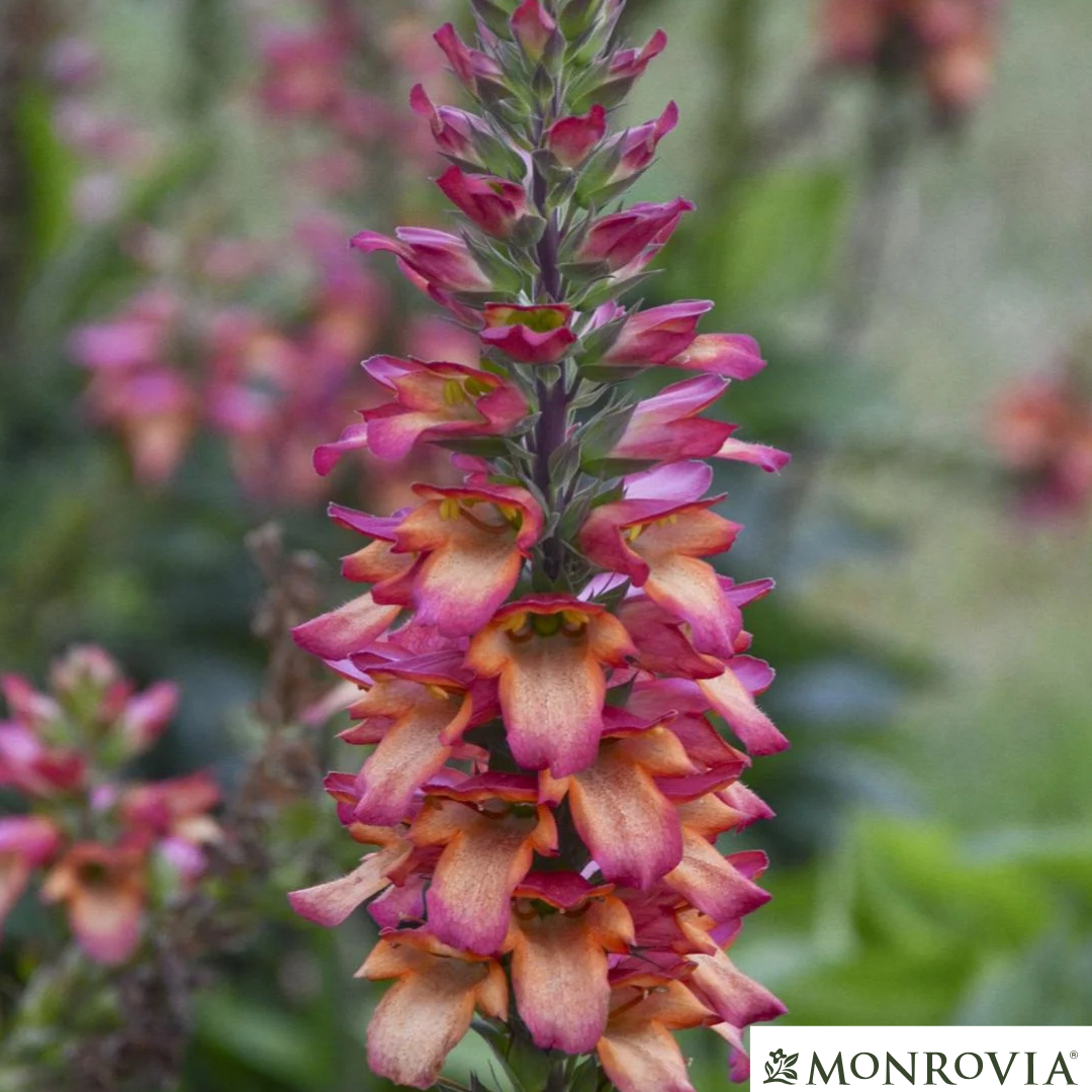 Illumination® Flame Hybrid Foxglove | Digiplexis 'Flame'