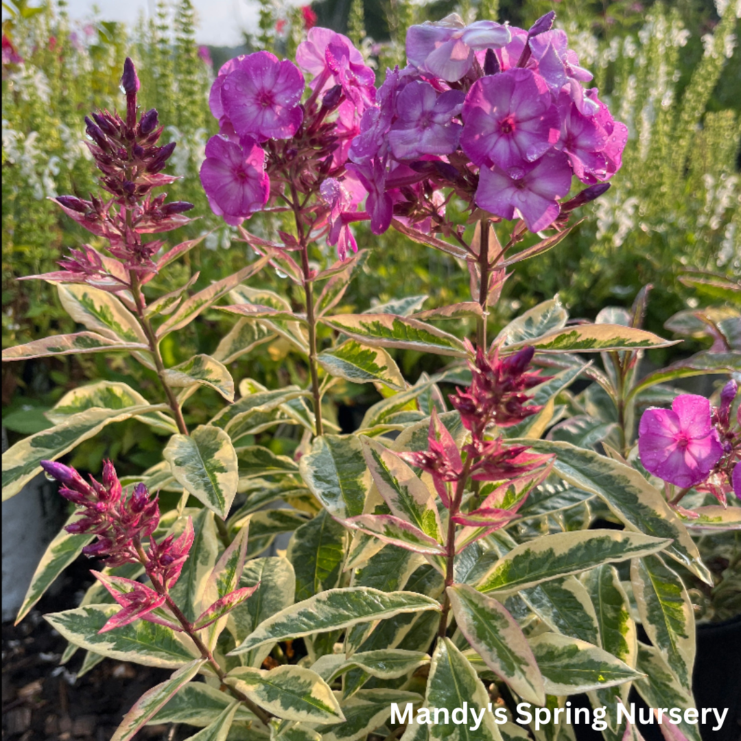 'Olympus' Tall Garden Phlox