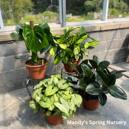 Swiss Cheese Plant | Monstera deliciosa